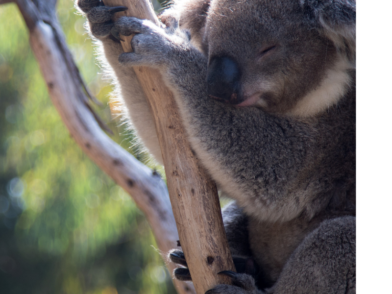 Fauna en Australia: koalas